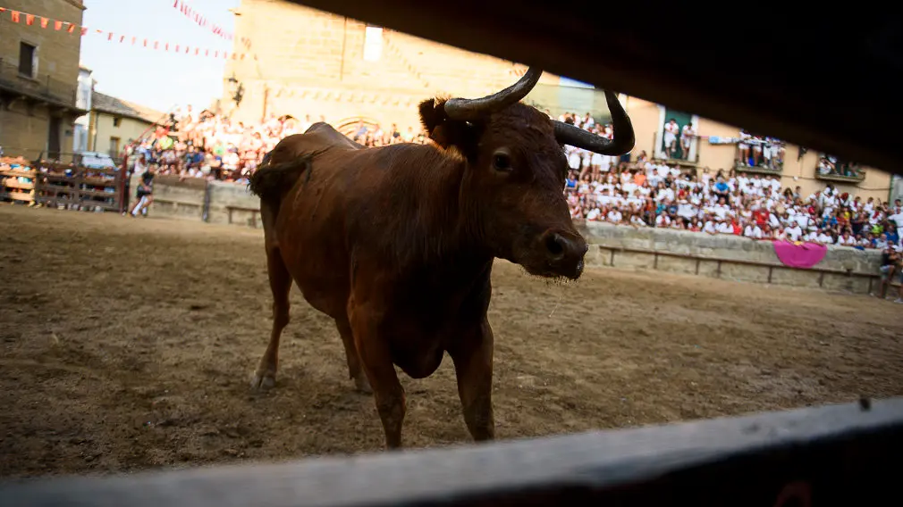 Suelta de vacas durante las fiestas de Carcastillo 2018. PABLO LASAOSA 09