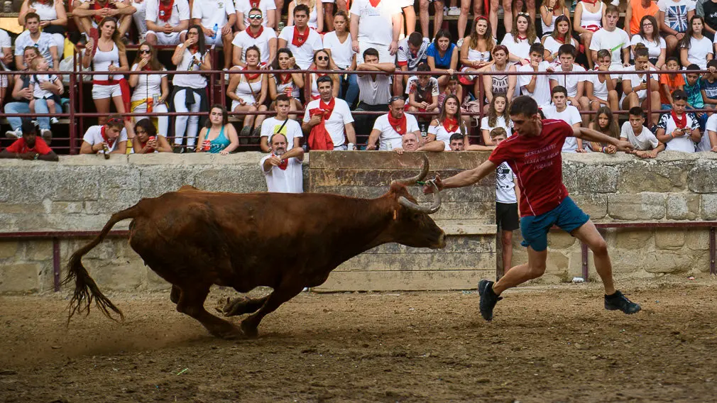 Suelta de vacas durante las fiestas de Carcastillo 2018. PABLO LASAOSA 10