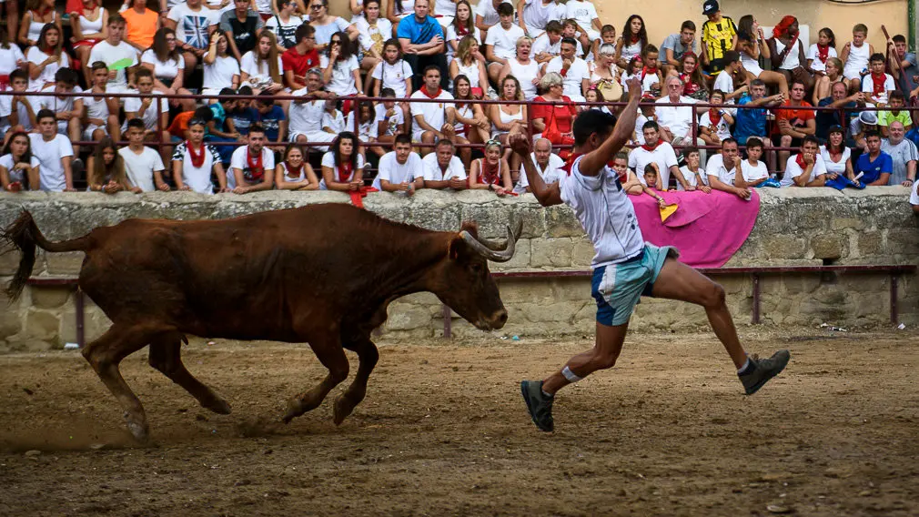 Suelta de vacas durante las fiestas de Carcastillo 2018. PABLO LASAOSA 11