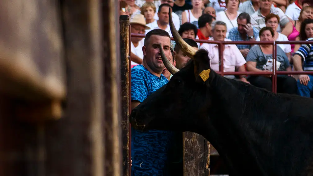 Suelta de vacas durante las fiestas de Carcastillo 2018. PABLO LASAOSA 15