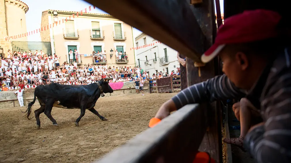 Suelta de vacas durante las fiestas de Carcastillo 2018. PABLO LASAOSA 17