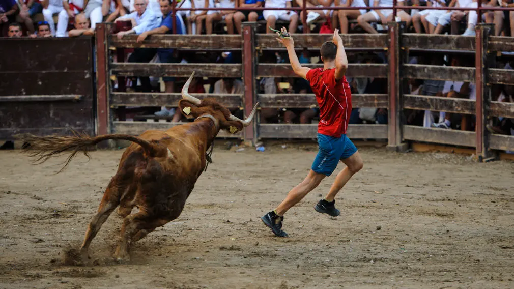 Suelta de vacas en las fiestas de 2018 de Carcastillo. MIGUEL OSÉS