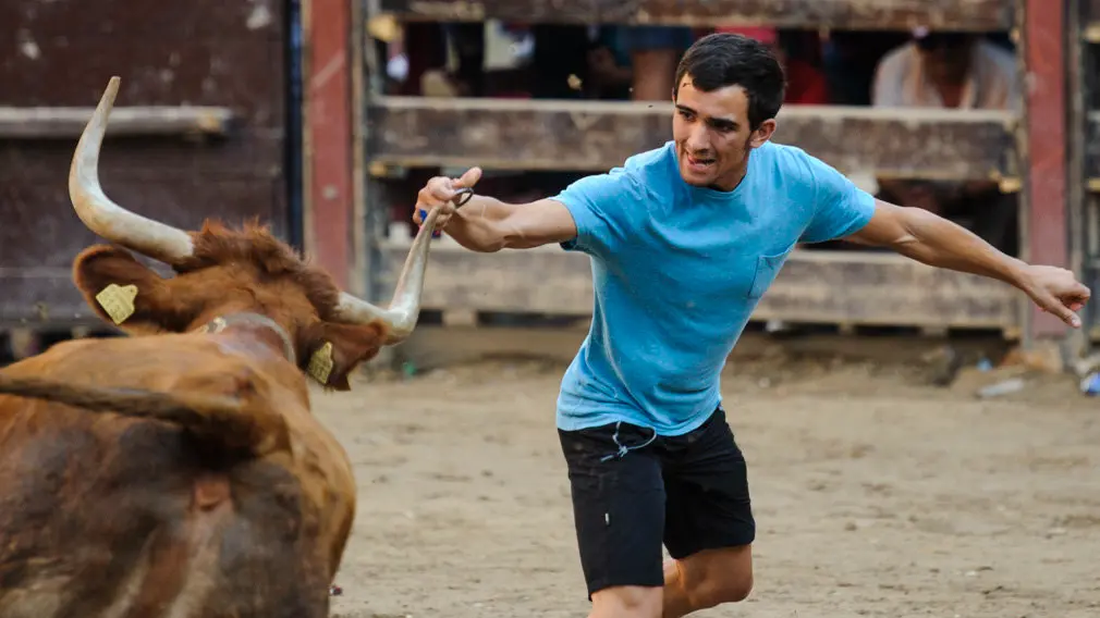 Suelta de vacas en las fiestas de 2018 de Carcastillo. MIGUEL OSÉS_3