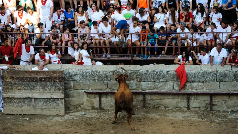 Suelta de vacas en las fiestas de 2018 de Carcastillo. MIGUEL OSÉS_6