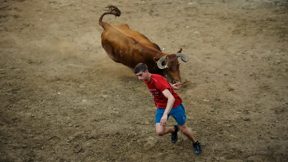 Suelta de vacas en las fiestas de 2018 de Carcastillo. MIGUEL OSÉS_8