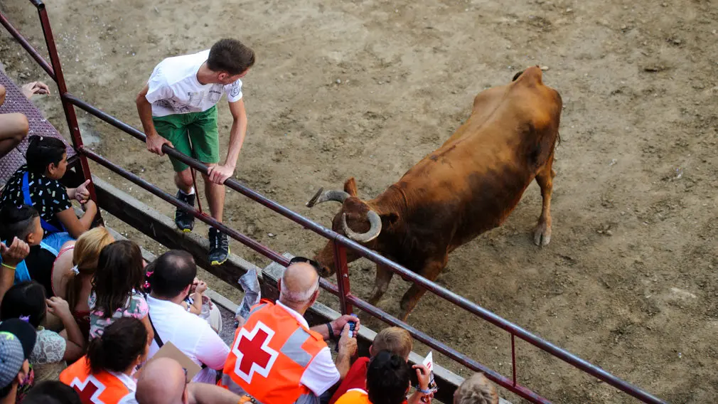 Suelta de vacas en las fiestas de 2018 de Carcastillo. MIGUEL OSÉS_9