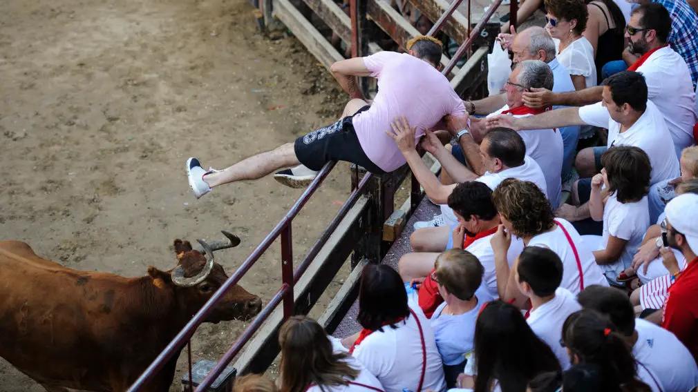 Suelta de vacas en las fiestas de 2018 de Carcastillo. MIGUEL OSÉS_10
