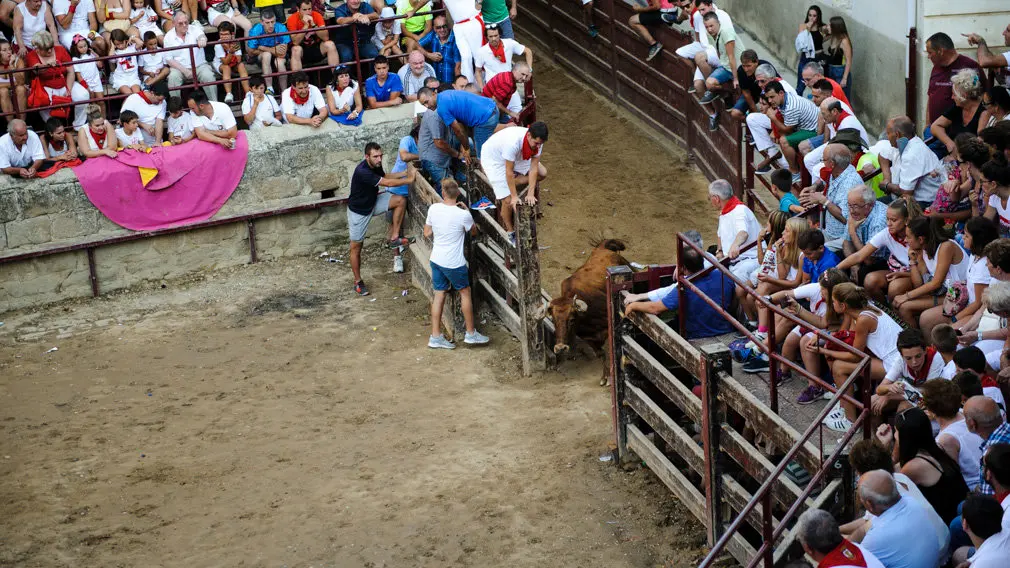 Suelta de vacas en las fiestas de 2018 de Carcastillo. MIGUEL OSÉS_11