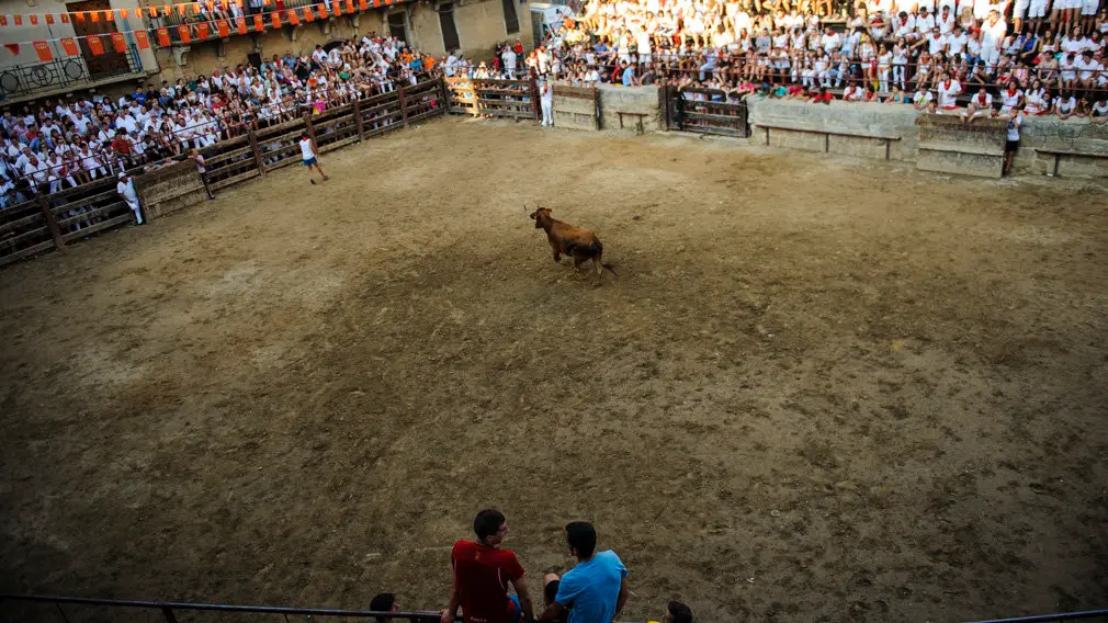 Suelta de vacas en las fiestas de 2018 de Carcastillo. MIGUEL OSÉS_12