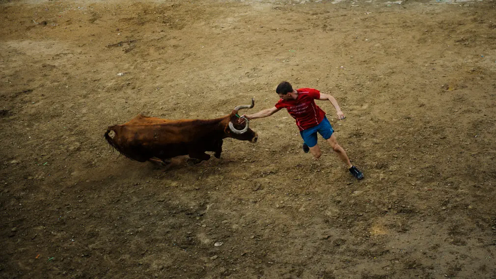 Suelta de vacas en las fiestas de 2018 de Carcastillo. MIGUEL OSÉS_13