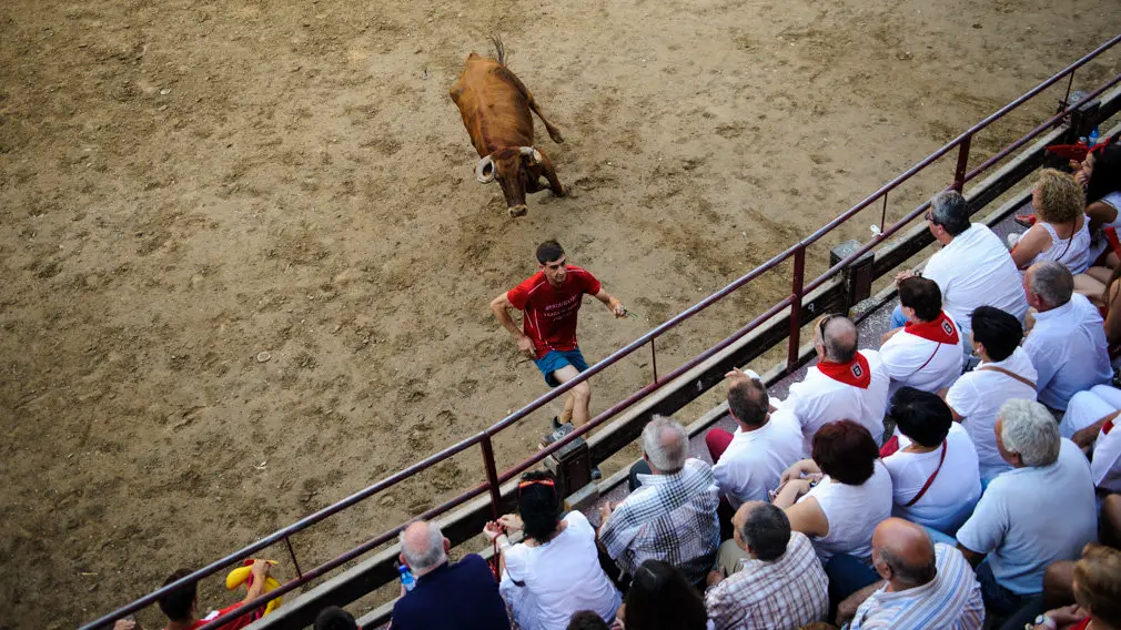 Suelta de vacas en las fiestas de 2018 de Carcastillo. MIGUEL OSÉS_14