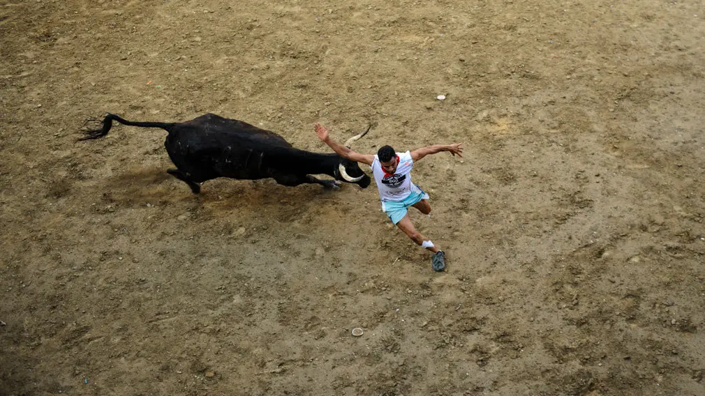Suelta de vacas en las fiestas de 2018 de Carcastillo. MIGUEL OSÉS_16