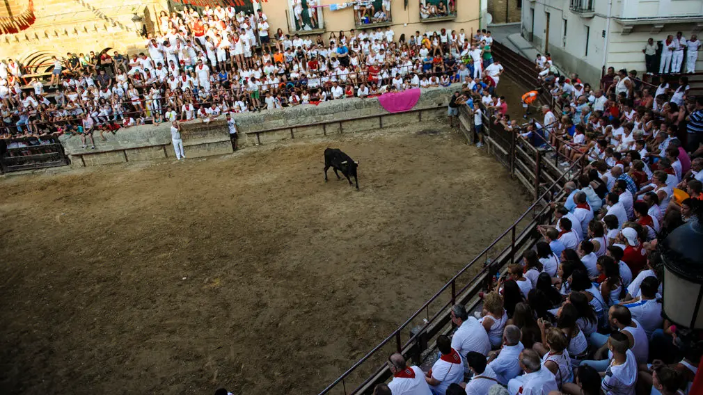 Suelta de vacas en las fiestas de 2018 de Carcastillo. MIGUEL OSÉS_17