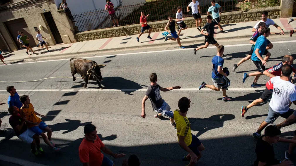 Toro con Soga en Lodosa el sabado de las Angustias por la mañana. MIGUEL OSÉS_6