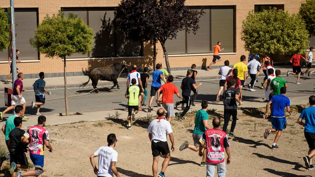Toro con Soga en Lodosa el sabado de las Angustias por la mañana. MIGUEL OSÉS_12
