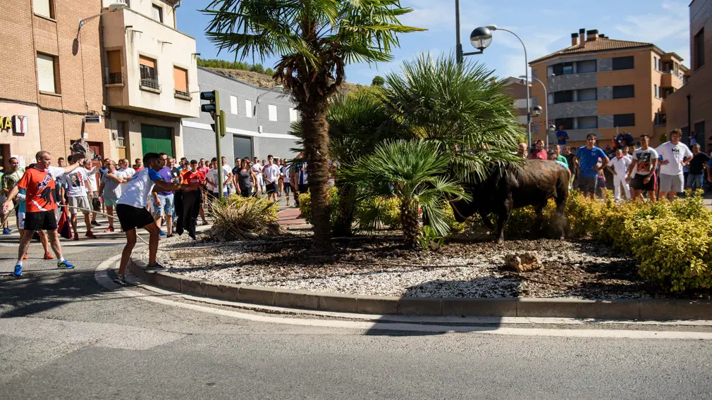 Toro con Soga en Lodosa el sabado de las Angustias por la mañana. MIGUEL OSÉS_14