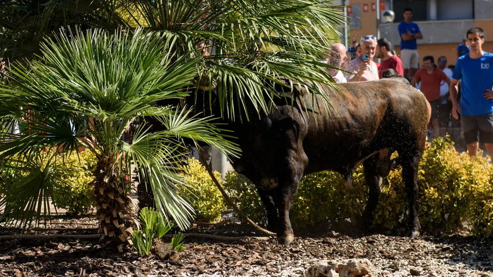 Toro con Soga en Lodosa el sabado de las Angustias por la mañana. MIGUEL OSÉS_15
