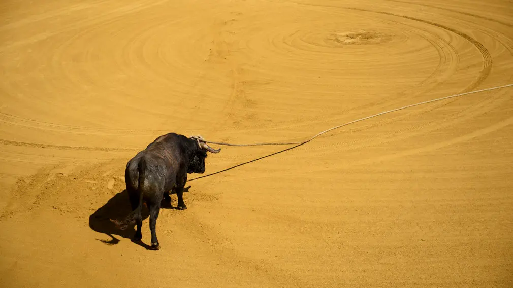 Toro con Soga en Lodosa el sabado de las Angustias por la mañana. MIGUEL OSÉS_24