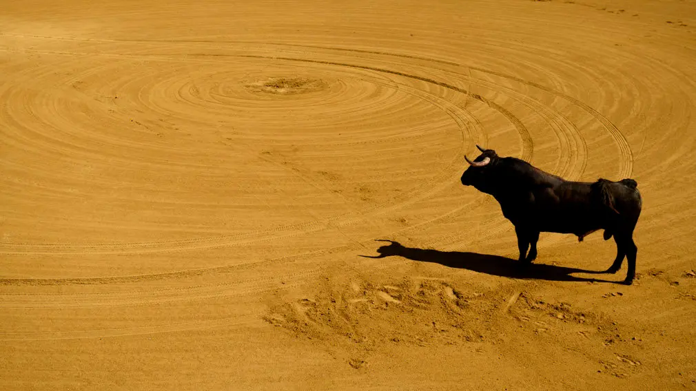 Toro con Soga en Lodosa el sabado de las Angustias por la mañana. MIGUEL OSÉS_26