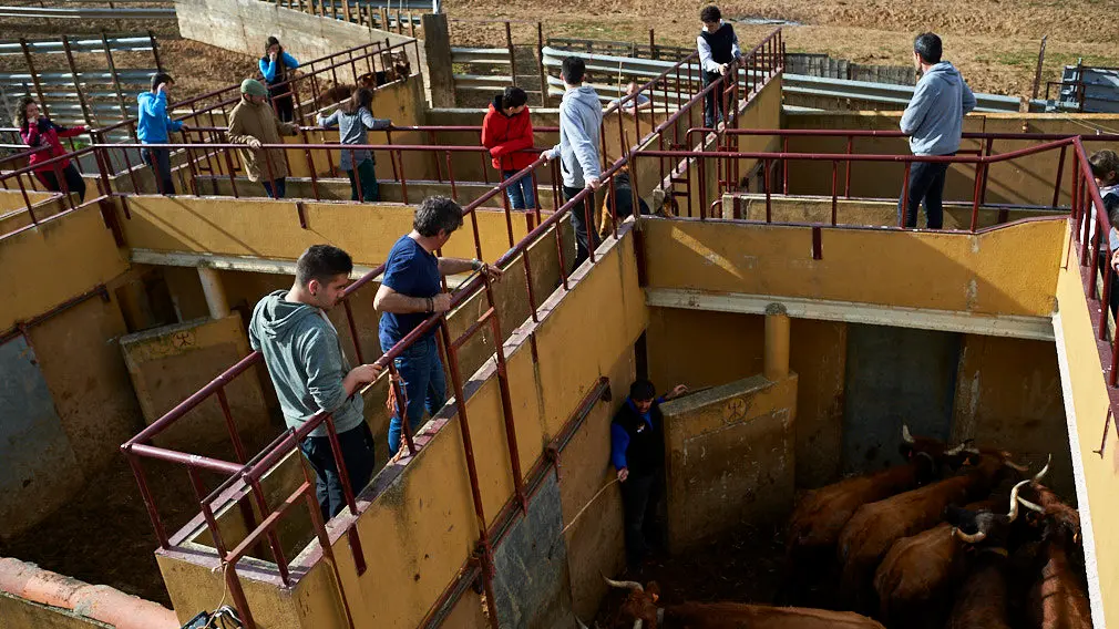 La ganaderia de Miguel Reta se prepara para la primera suelta de vacas de la temporada en la localidad navarra de Villatuerta. MIGUEL OSÉS 15