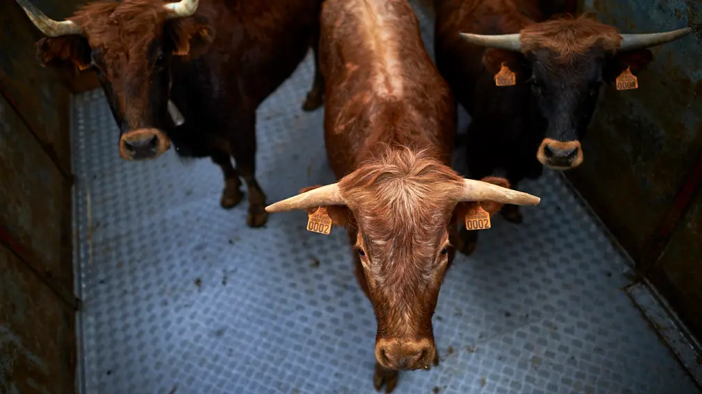 La ganaderia de Miguel Reta se prepara para la primera suelta de vacas de la temporada en la localidad navarra de Villatuerta. MIGUEL OSÉS 16