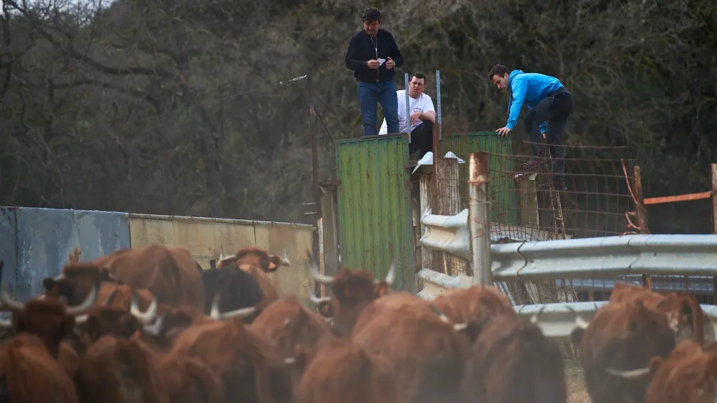 La ganaderia de Miguel Reta se prepara para la primera suelta de vacas de la temporada en la localidad navarra de Villatuerta. MIGUEL OSÉS 8