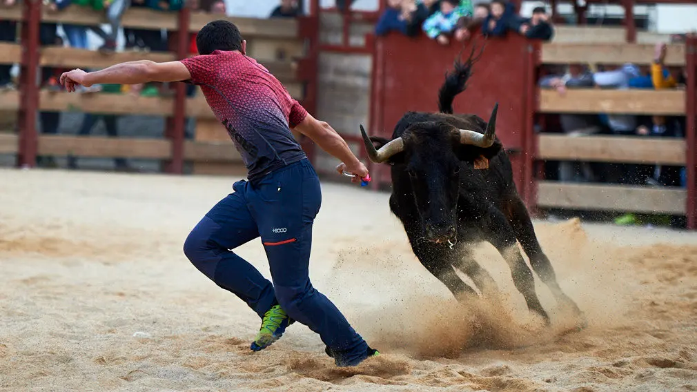 La ganaderia de Miguel Reta se prepara para la primera suelta de vacas de la temporada en la localidad navarra de Villatuerta. MIGUEL OSÉS 2