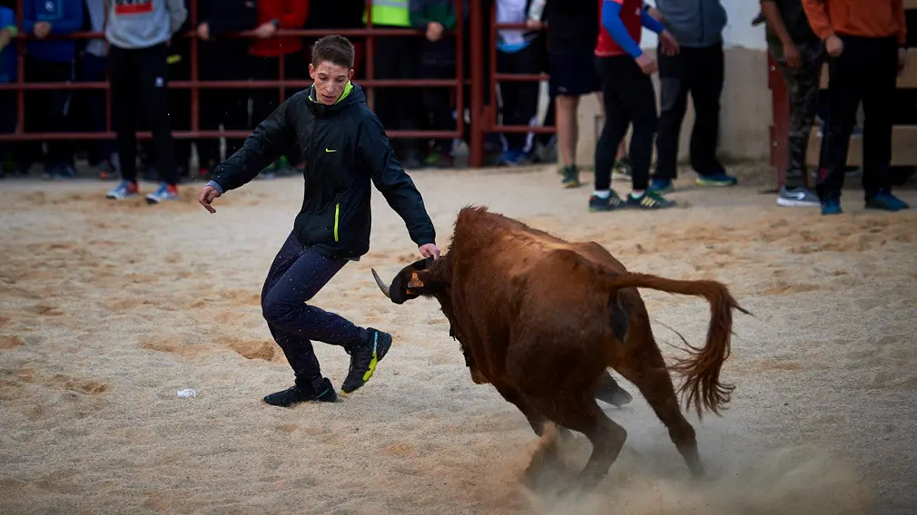 La ganaderia de Miguel Reta se prepara para la primera suelta de vacas de la temporada en la localidad navarra de Villatuerta. MIGUEL OSÉS 3