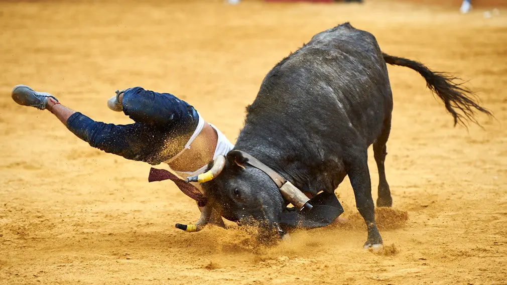 Suelta de vaquillas en la plaza de Tudela con las reses de Virgen de Sancho Abarca de Tauste. MIGUEL OSÉS