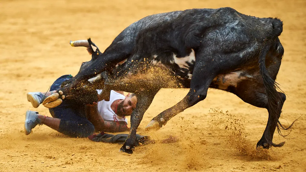 Suelta de vaquillas en la plaza de Tudela con las reses de Virgen de Sancho Abarca de Tauste. MIGUEL OSÉS