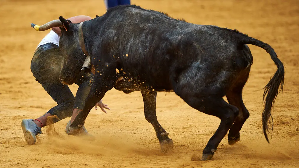 Suelta de vaquillas en la plaza de Tudela con las reses de Virgen de Sancho Abarca de Tauste. MIGUEL OSÉS