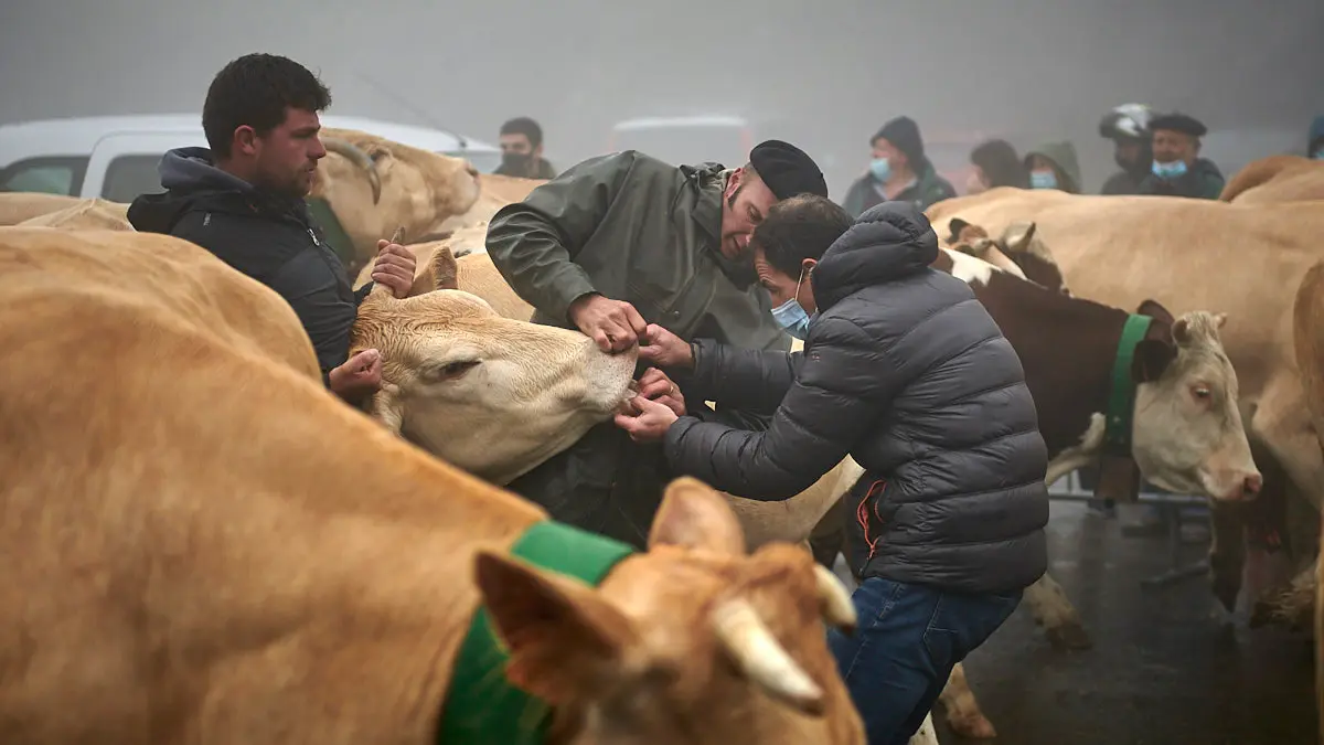 El Tratado de las Tres Vacas se celebra cada 13 de julio entre los valles de Roncal y Baretous desde 1375. PABLO LASAOSA