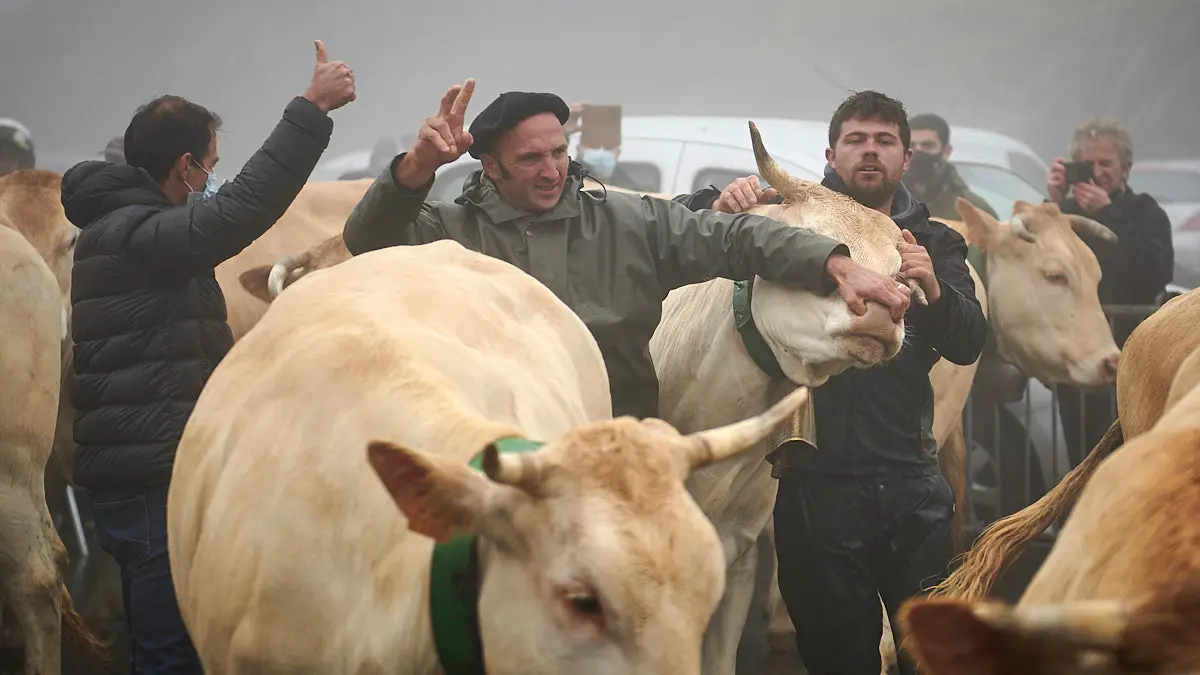 El Tratado de las Tres Vacas se celebra cada 13 de julio entre los valles de Roncal y Baretous desde 1375. PABLO LASAOSA