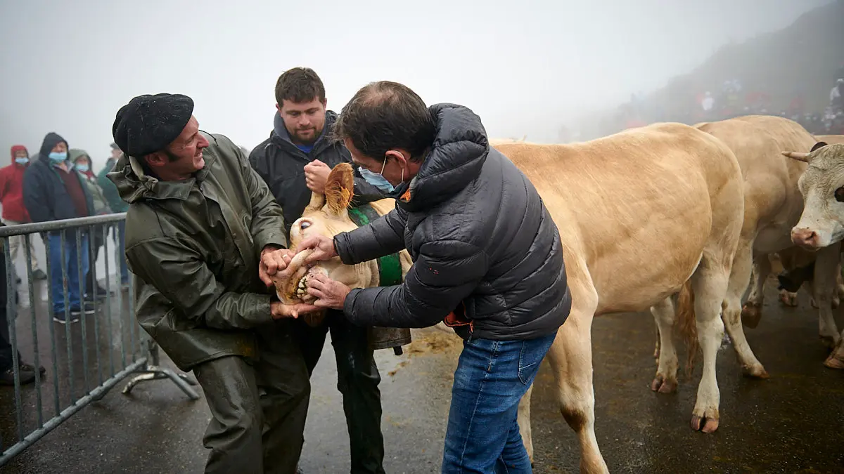 El Tratado de las Tres Vacas se celebra cada 13 de julio entre los valles de Roncal y Baretous desde 1375. PABLO LASAOSA
