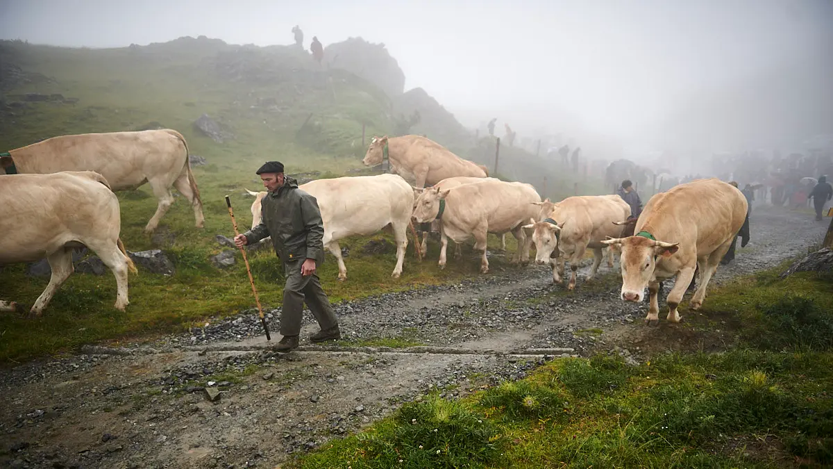 El Tratado de las Tres Vacas se celebra cada 13 de julio entre los valles de Roncal y Baretous desde 1375. PABLO LASAOSA