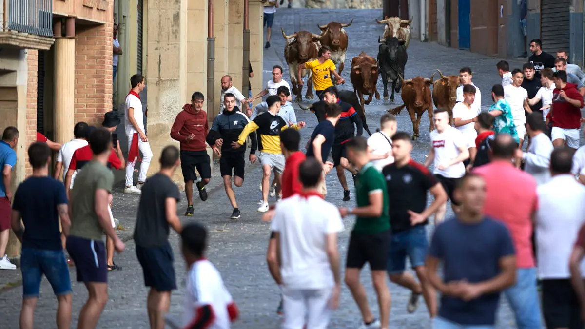 Encierro de novillos el domingo en Estella durante las Fiestas del Puy. IRANZU LARRASOAÑA