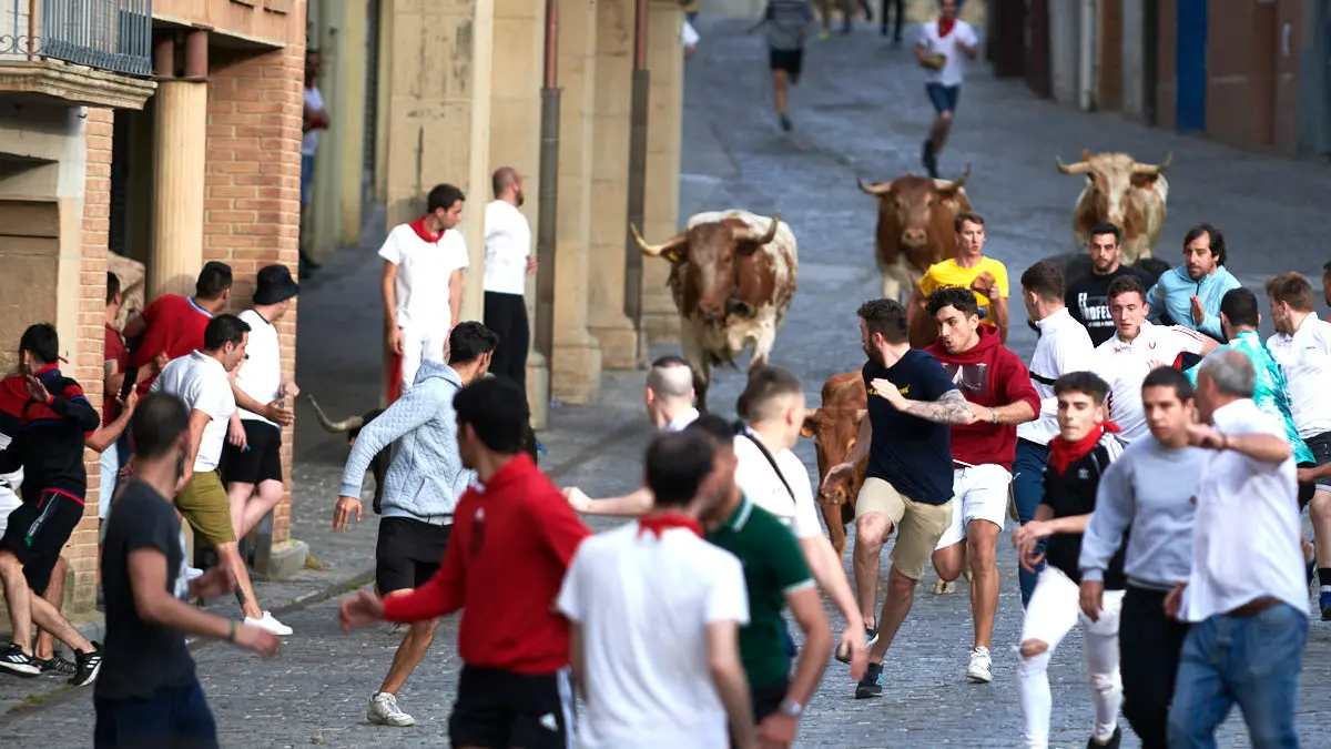 Encierro de novillos el domingo en Estella durante las Fiestas del Puy. IRANZU LARRASOAÑA
