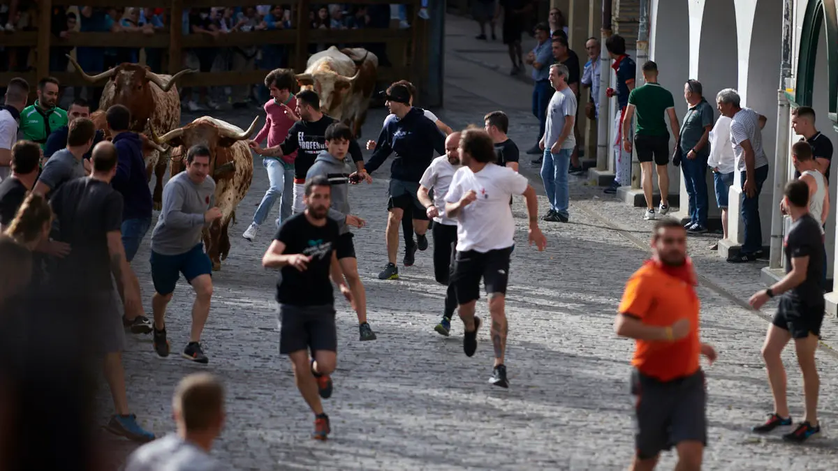 Encierro de novillos el domingo en Estella durante las Fiestas del Puy. IRANZU LARRASOAÑA