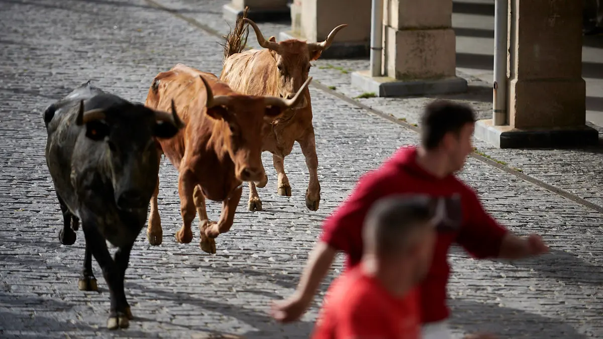 Encierro de novillos el domingo en Estella durante las Fiestas del Puy. IRANZU LARRASOAÑA