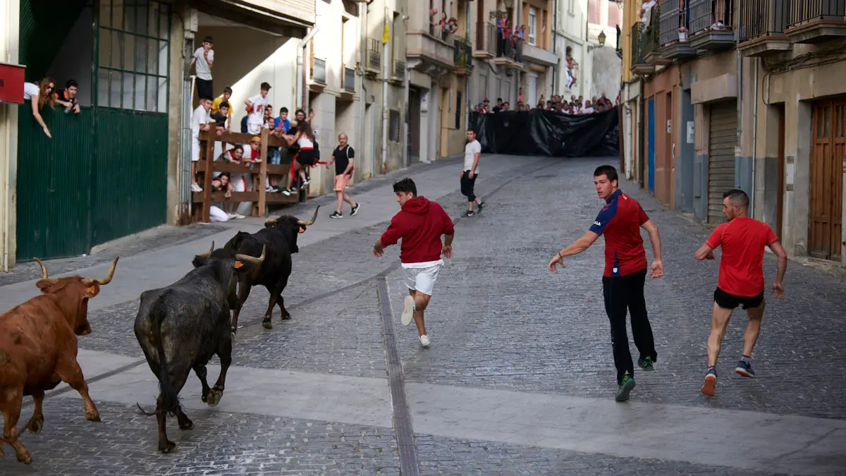 Encierro de novillos el domingo en Estella durante las Fiestas del Puy. IRANZU LARRASOAÑA