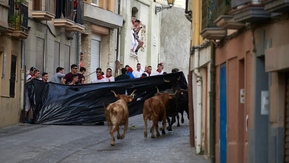 Encierro de novillos el domingo en Estella durante las Fiestas del Puy. IRANZU LARRASOAÑA