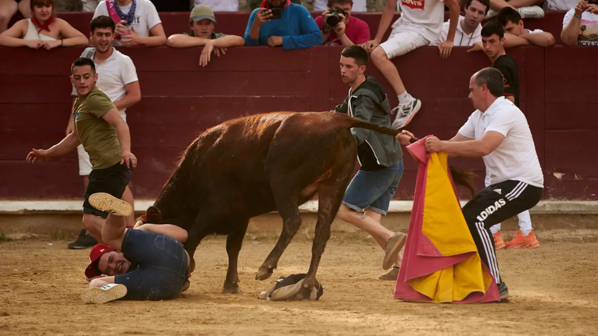 Encierro de novillos el domingo en Estella durante las Fiestas del Puy. IRANZU LARRASOAÑA
