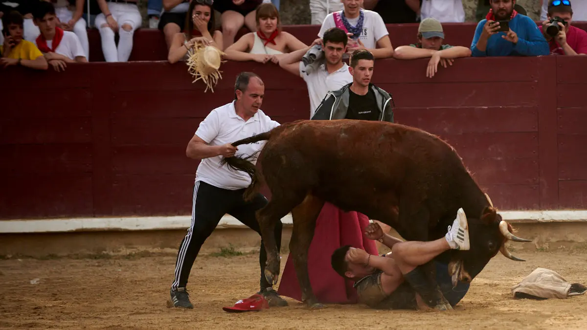Encierro de novillos el domingo en Estella durante las Fiestas del Puy. IRANZU LARRASOAÑA