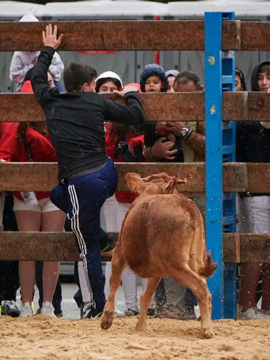 Vacas de la ganadería Reta durante las fiestas de Barañain 2022. PABLO LASAOSA
