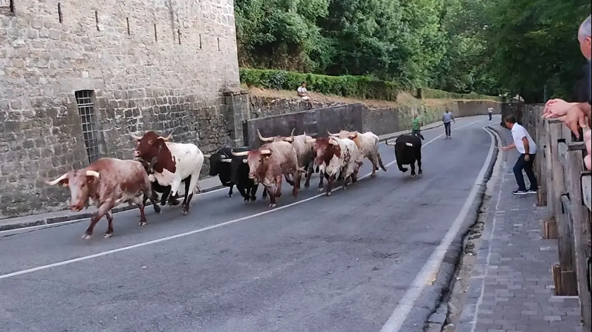 Los toros de la ganader&iacute;a Jandilla est&aacute;n ya en los corrales de Santo Domingo trAs el encierrillo. ANA BEL&Eacute;N POZA