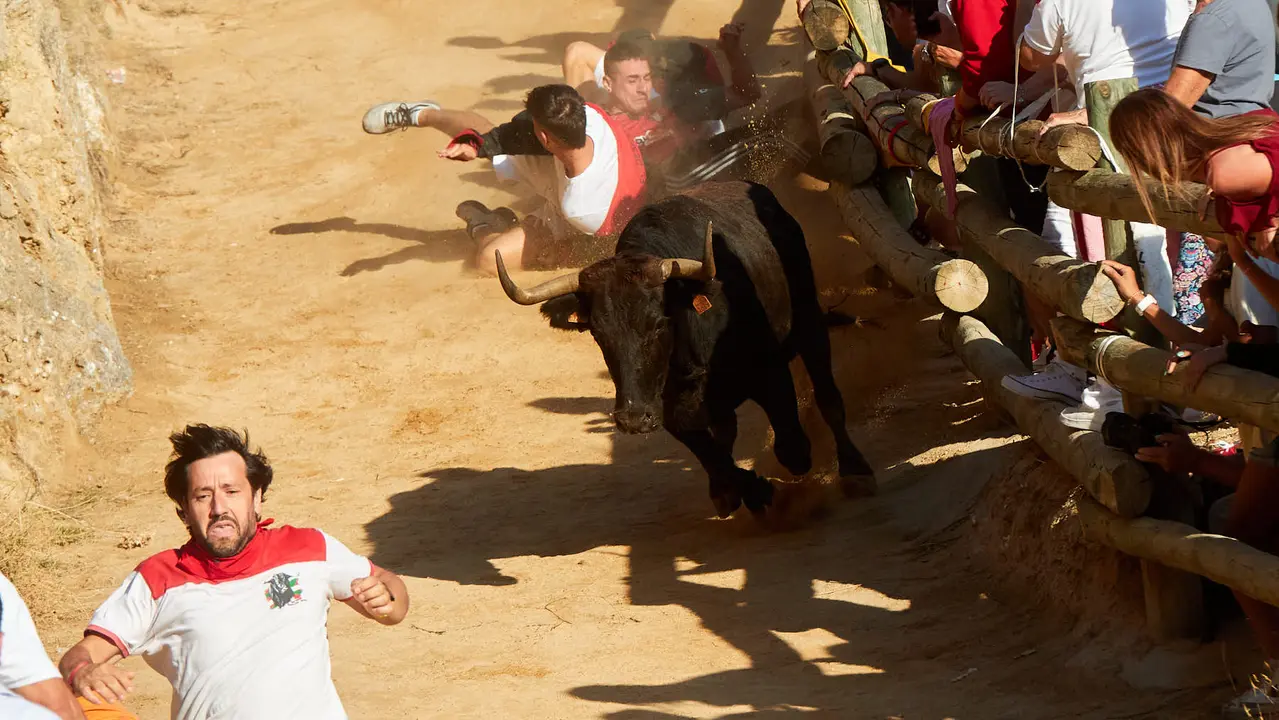 Tercer encierro del Pilón de Falces 2023. IÑIGO ALZUGARAY