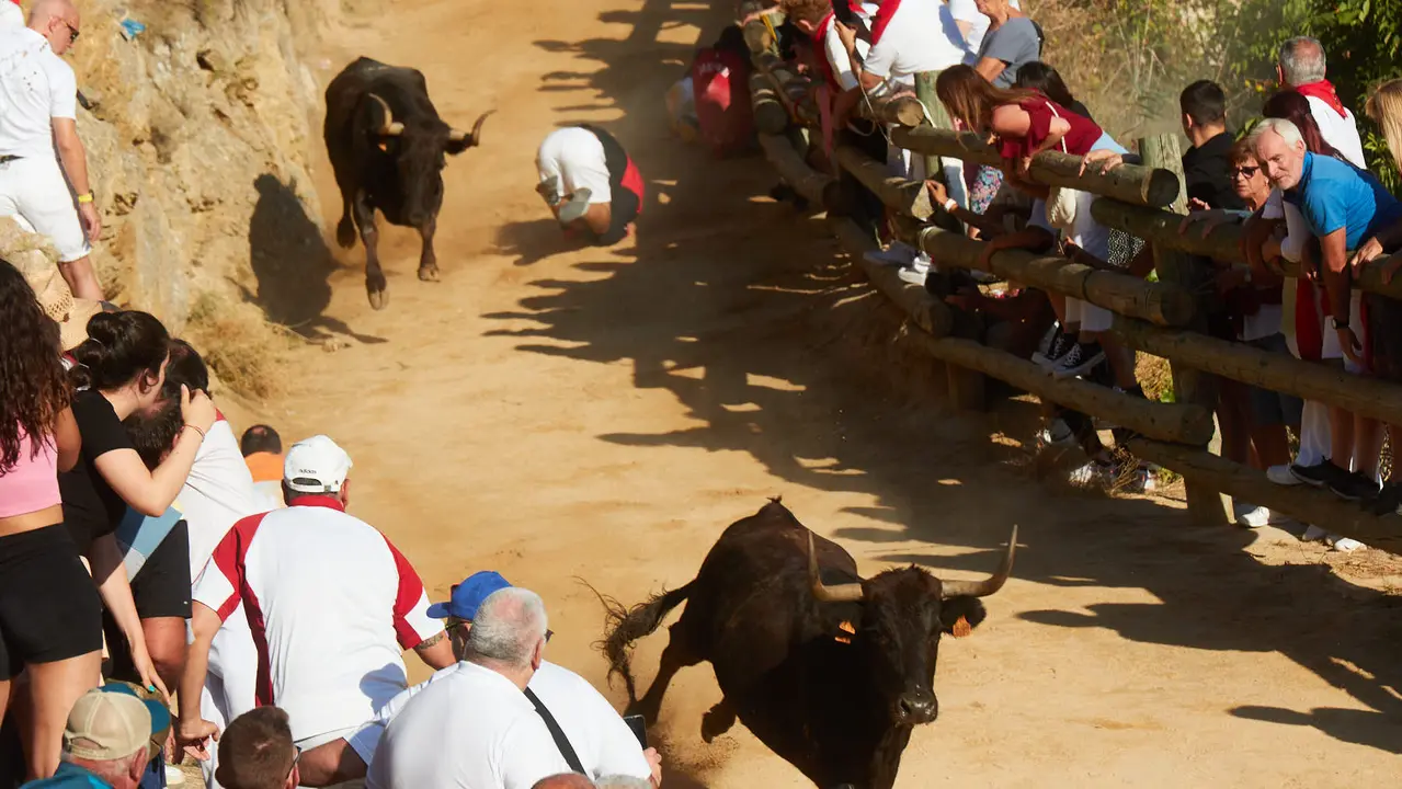Tercer encierro del Pilón de Falces 2023. IÑIGO ALZUGARAY