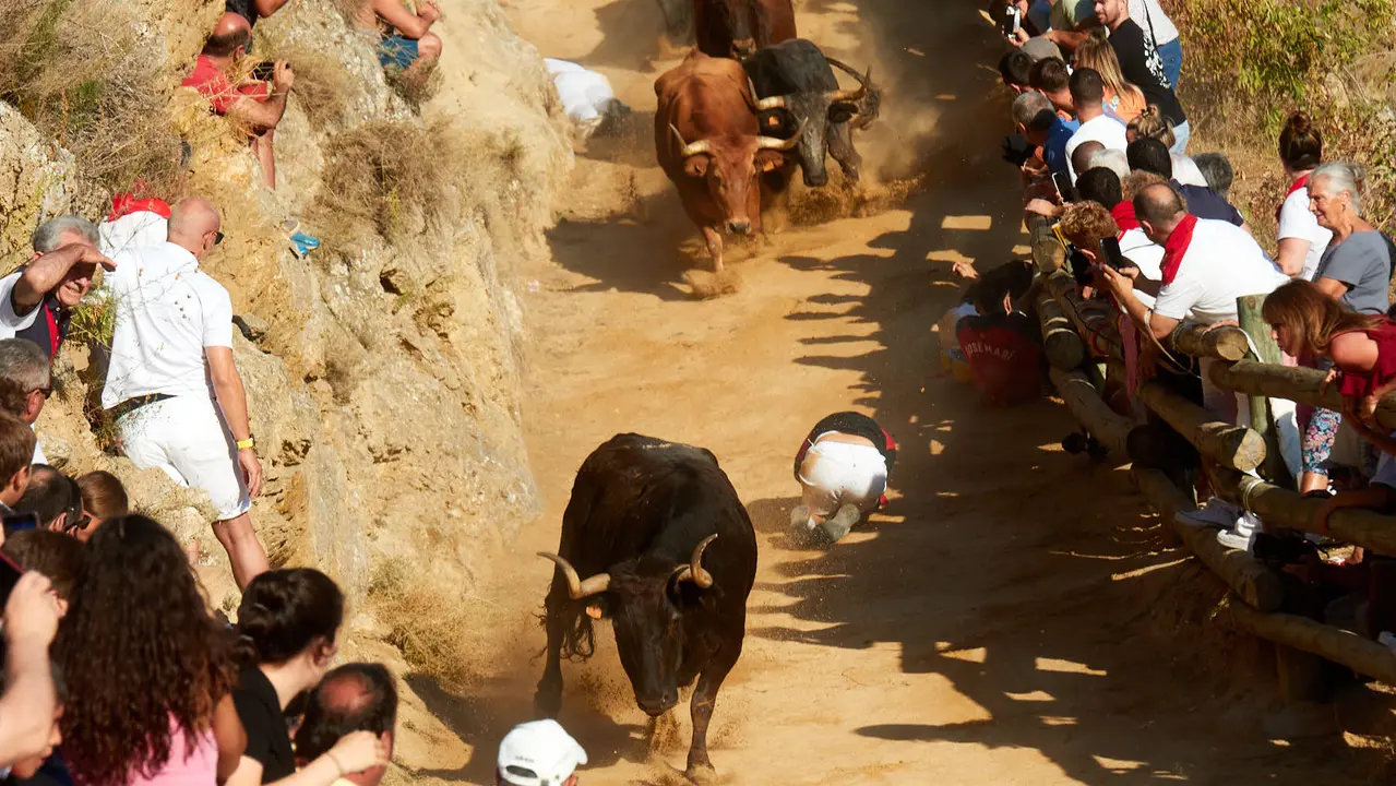 Tercer encierro del Pilón de Falces 2023. IÑIGO ALZUGARAY