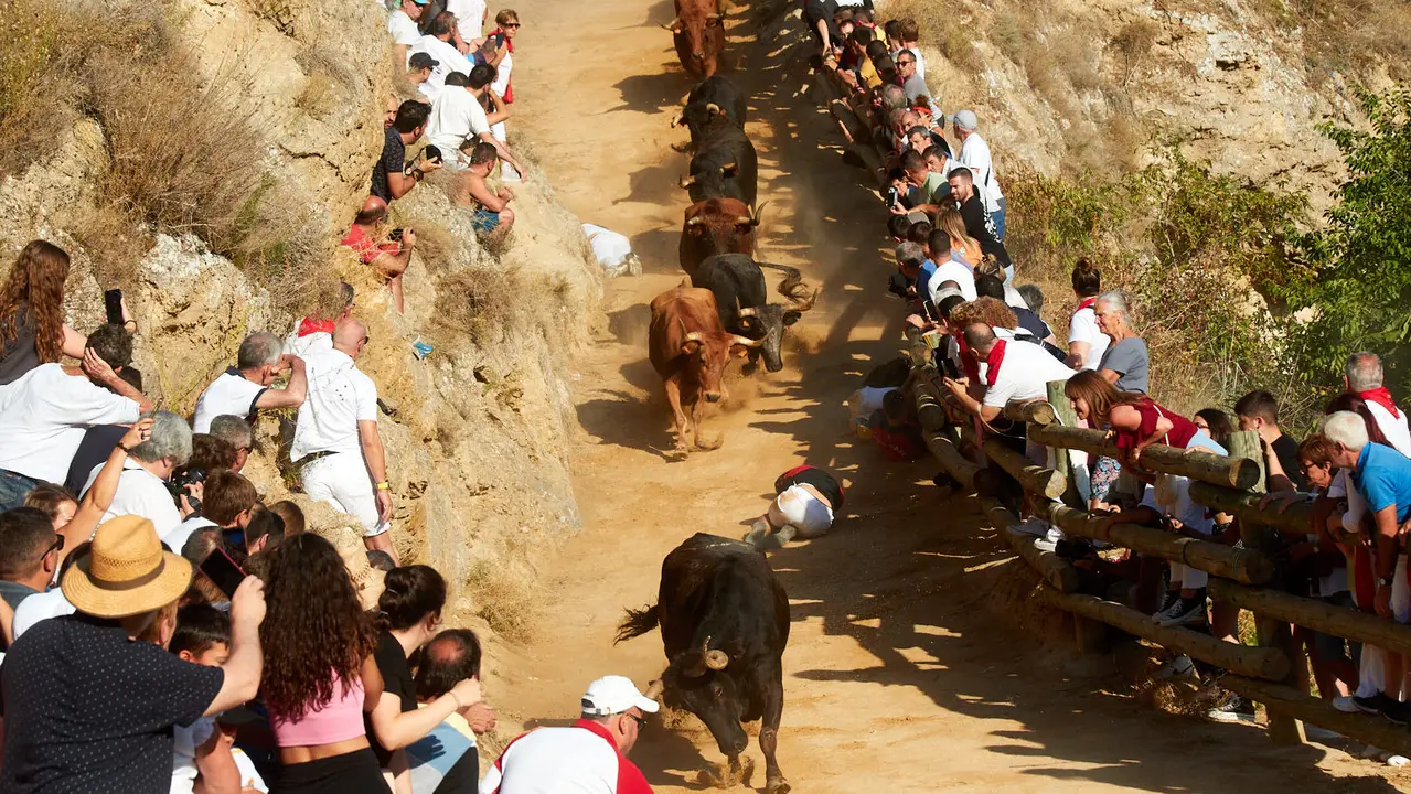Tercer encierro del Pilón de Falces 2023. IÑIGO ALZUGARAY