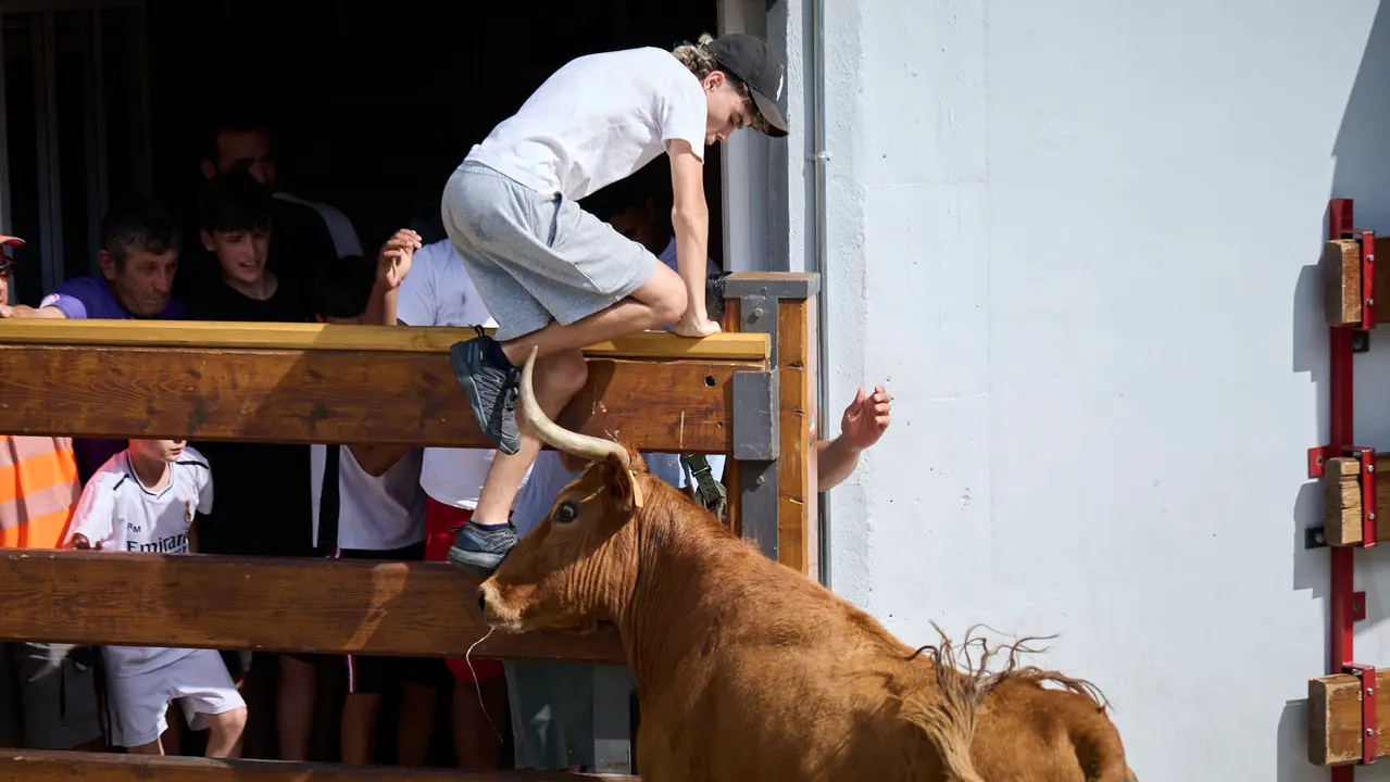 Tarde de vacas en las fiestas de Mutilva 2025. PABLO LASAOSA
